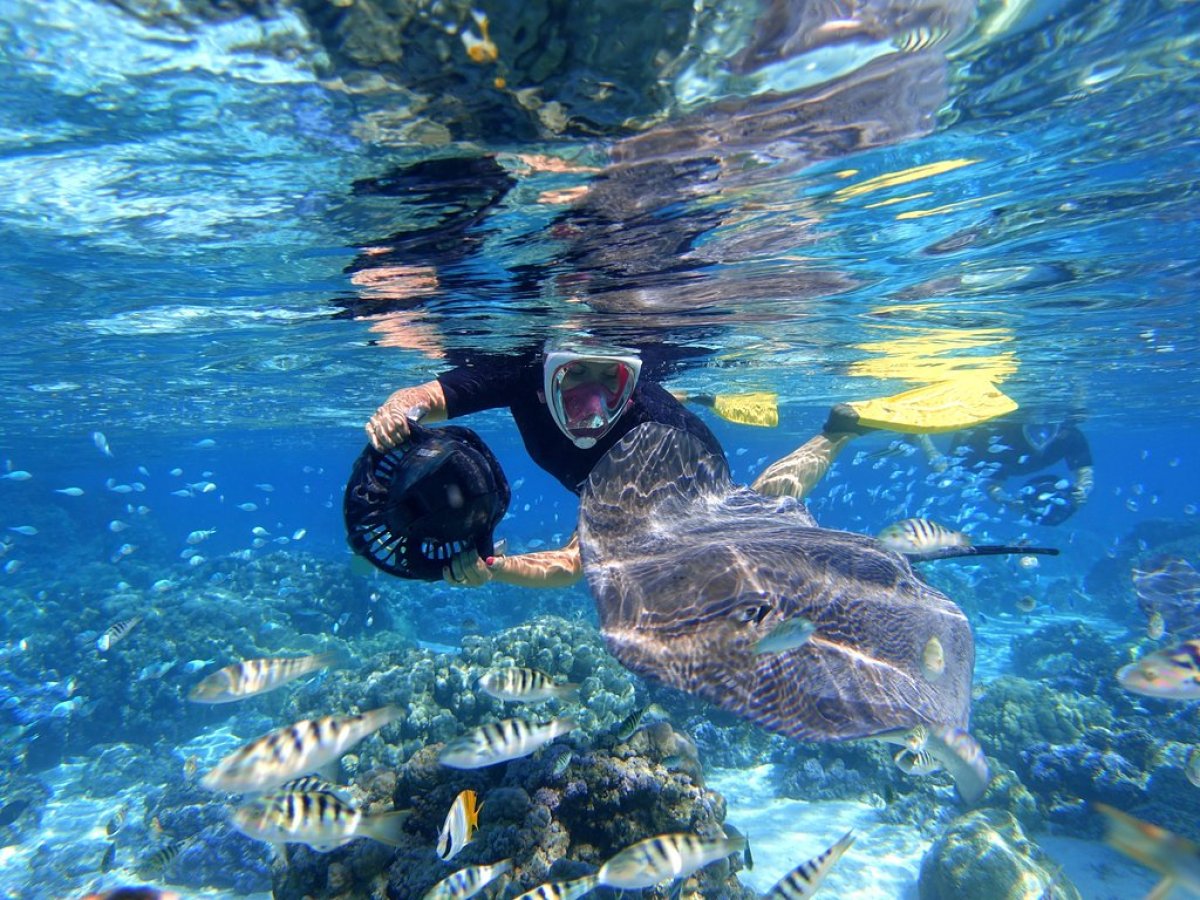 a turtle swimming under water