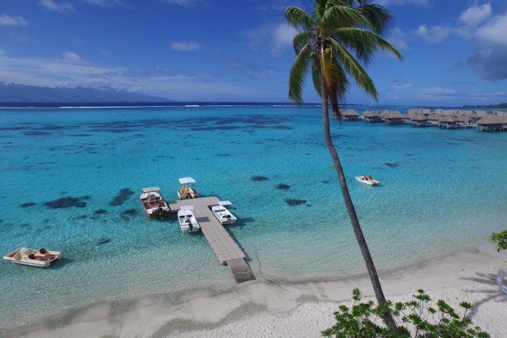 a group of palm trees on a beach near a body of water