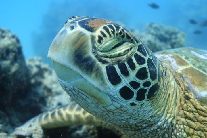 A majestic green sea turtle swimming in the turquoise waters of Moorea's lagoon, showcasing the natural beauty and biodiversity of the island's ecosystem